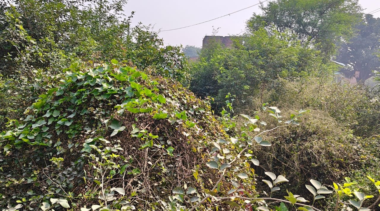 औड़िहार और अमुवारा रजवाहा में उगी जंगली घास, सुखी नहरों से किसान परेशान 