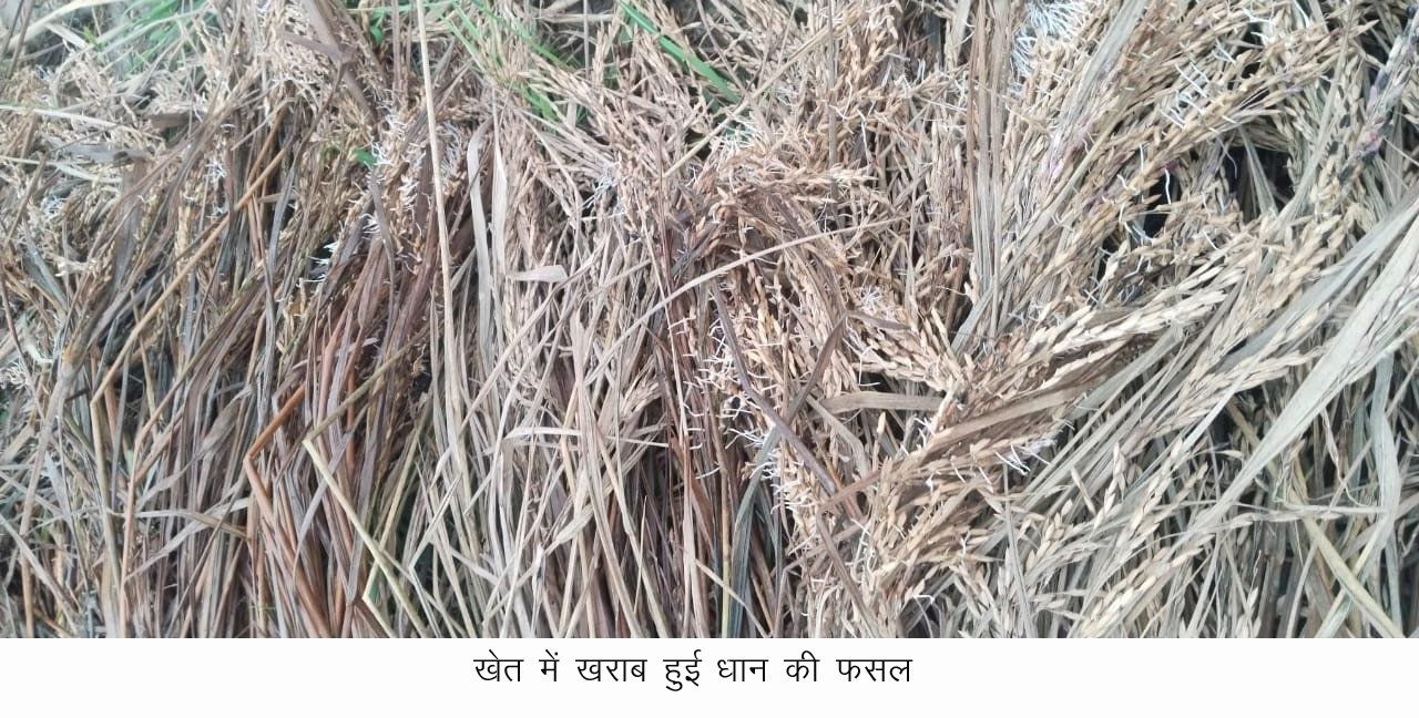 मोथा चक्रवात के 15 दिन बाद भी नहीं हुआ फसलों का सर्वे