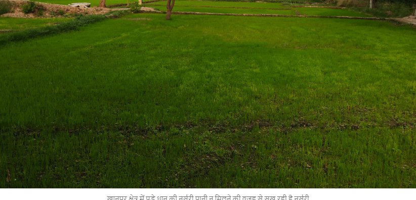 तेज धूप से सूखने लगी धान की नर्सरी, बारिश के इंतजार में किसान